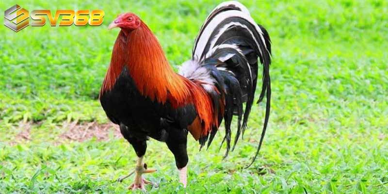 Kinh nghiệm nuôi gà mỹ tại Sv368 3 Như đã chia sẻ ở trên thì hiện nay người Việt có thể dễ dàng tìm hiểu, cập nhật kỹ thuật chăn nuôi, huấn luyện gà Mỹ chuẩn và hiếu chiến. Hơn nữa, cách nuôi gà Mỹ không quá khó. Các bạn chỉ cần chú ý các kinh nghiệm nuôi gà Mỹ cơ bản như: