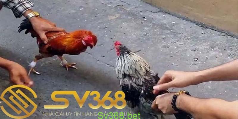 Cách chọn gà đá hay - xem vảy chân gà 'độc' năm 2024 4 Ngay bây giờ hãy cùng chúng tôi tìm hiểu kỹ hơn về cách chọn gà đá hay thông qua từng đặc điểm cụ thể của gà. Để chọn ra những chiến kê xuất sắc nhất để có thể giành chiến thắng dễ dàng.