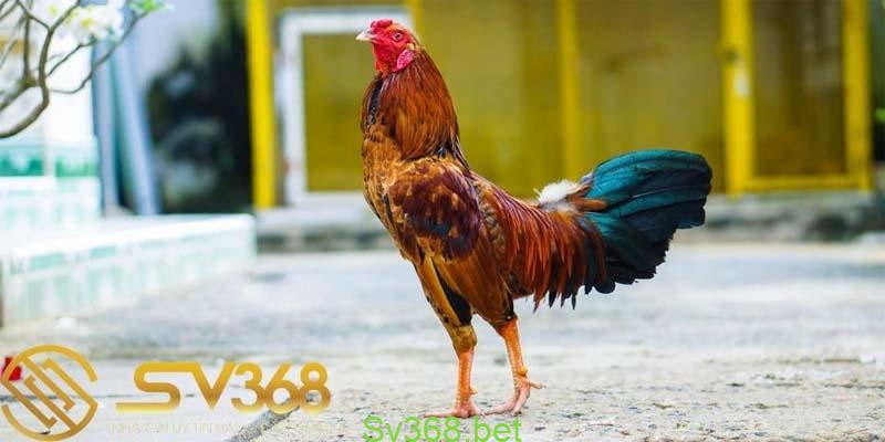 Chợ tốt, gà đá an giang : Địa điểm mua bán gà uy tín nhất 2 Gà khét an giang