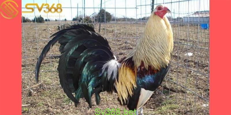 Chợ tốt gà đá bến tre: Địa điểm buôn bán gà đá nổi tiếng 1 Chợ tốt gà đá bến tre