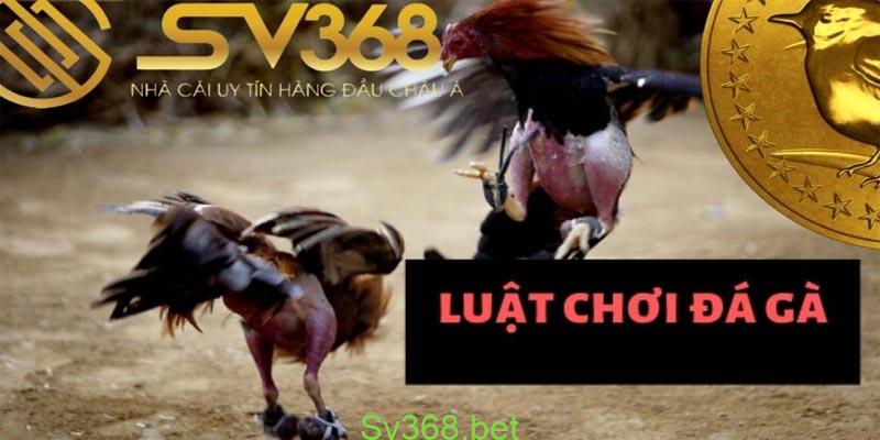 Đá gà sv368 - Trang giải trí đá gà uy tín năm 2024 3 Đá gà sv368