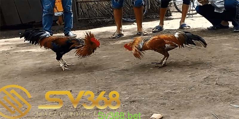 Đá gà sv368 - Trang giải trí đá gà uy tín năm 2024 1 Đá gà sv368