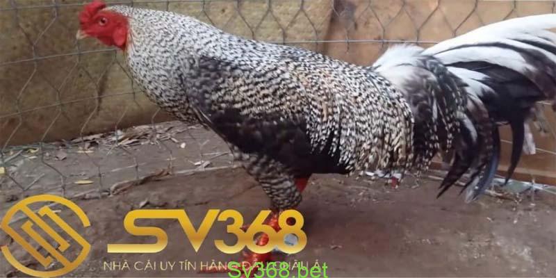 20 kiểu vảy gà chọi thần kê cực kì quý hiếm 1 Để có thể biết lý do tại sao vảy gà chọi thần kê lại được bán với giá cao thì nhà cái Sv368 chúng tôi đã tổ hợp lại dưới đây để bạn có thể tham khảo ngay cho mình như sau: